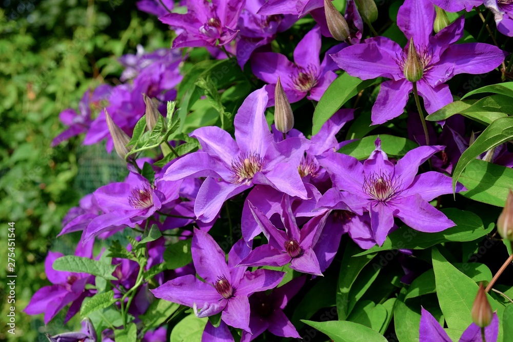 Large-flowered hybrid of Clematis blooming bright violet blooms on summer season in the garden