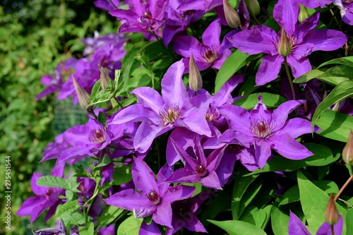 Large-flowered hybrid of Clematis blooming bright violet blooms on summer season in the garden