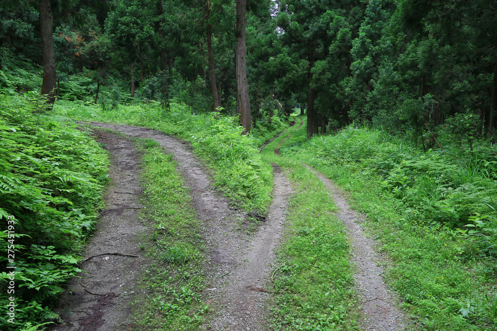 Obraz premium 森の中の分かれ道 上りと下り