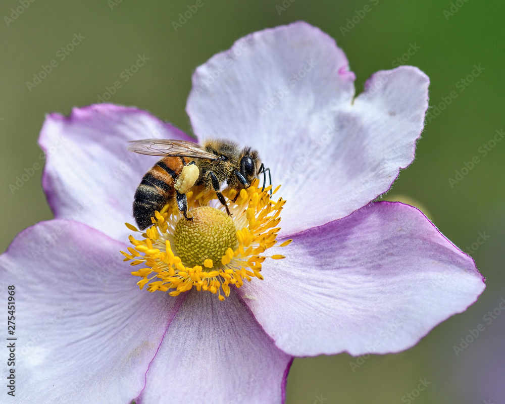 Close-up detail of a honey bee apis collecting pollen on flower in garden Close-up detail of a honey bee apis collecting pollen on flower in garden