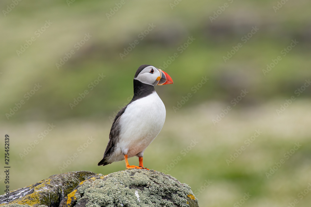 Atlantic Puffin (Fratercula arctica) at isle of May, Scotland Atlantic Puffin (Fratercula arctica) at isle of May, Scotland
