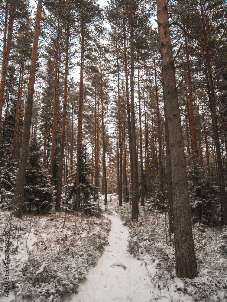 Woods in Helsinki Woods in Helsinki