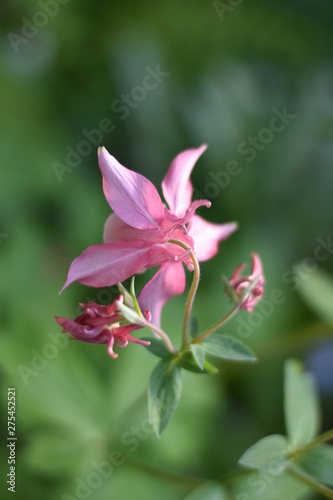 Bl  hende Akelei  Aquilegia 