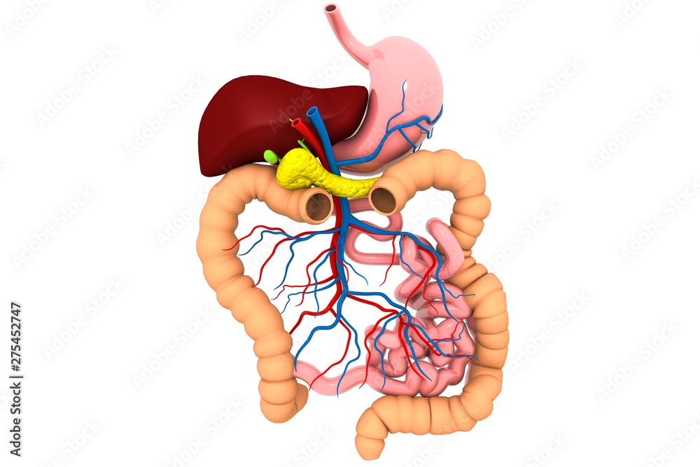 Human digestive system - obrazy, fototapety, plakaty 