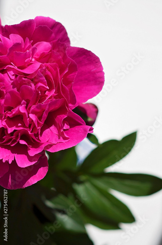 A lovely pink peony and green leaves on a warm sunny day in Finland with white background