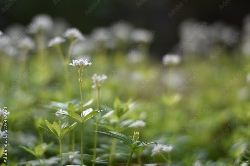 Blühender Waldmeister (Galium odoratum)