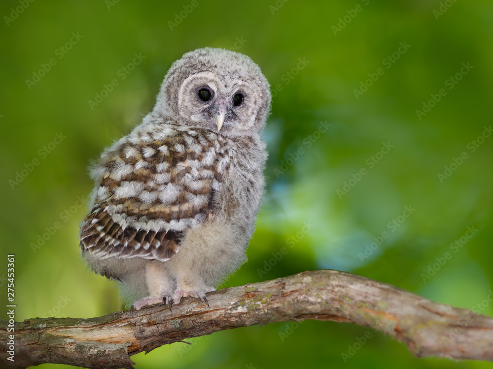 Obraz premium Barred Owl ( Owlet ) Sitting on Tree Branch on Green Background