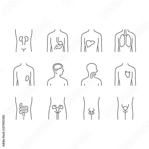 Healthy human organs linear icons set. Throat and lungs in good health. Functioning heart and urinary bladder. Thin line contour symbols. Isolated vector outline illustrations. Editable stroke