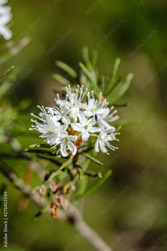 blooming flowers of wild marsh labrador in forest blooming flowers of wild marsh labrador in forest