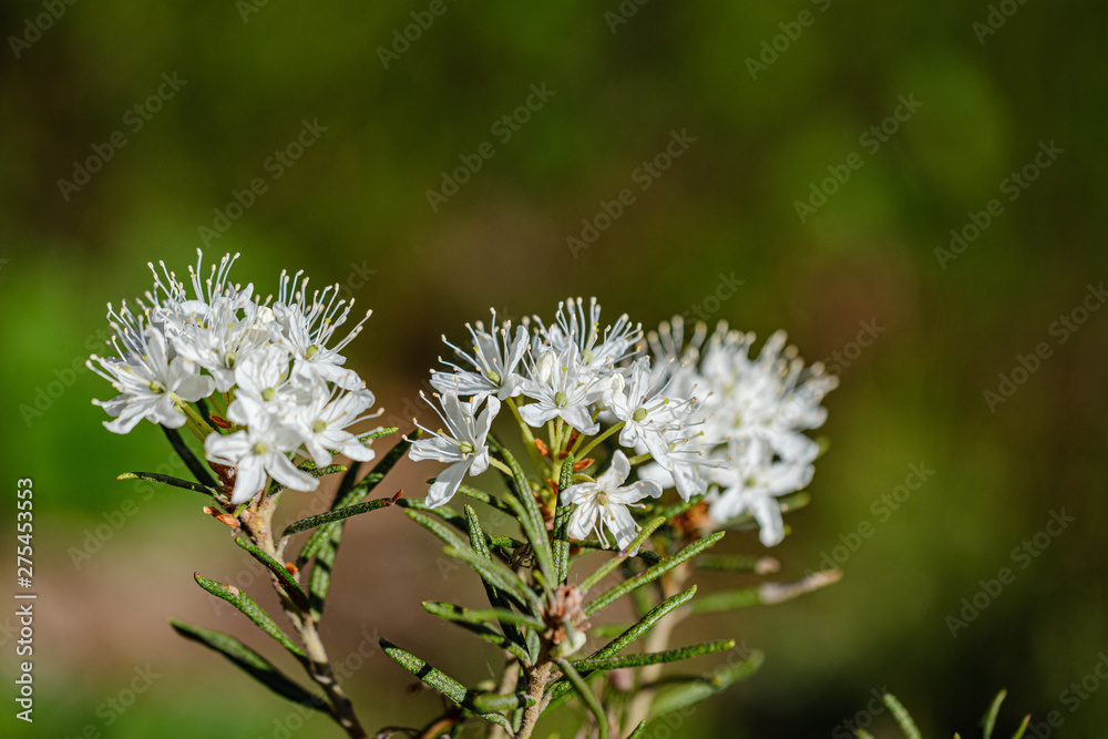 blooming flowers of wild marsh labrador in forest blooming flowers of wild marsh labrador in forest