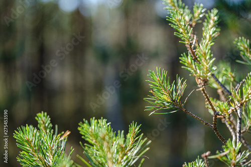 fresh young pine tree branches with leaves