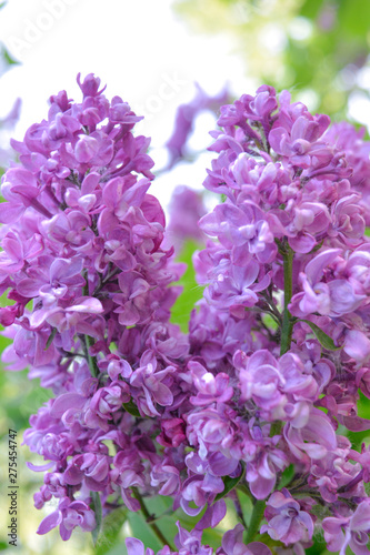 Lilac shrub flower blooming in spring garden. Common lilac Syringa vulgaris bush