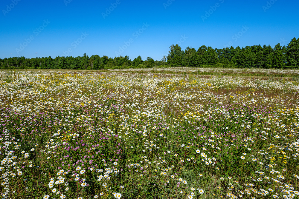 beautiful colorful summer meadow with flower texture on green background