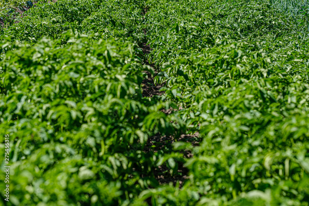 eco gardening, country garden with vegetables, onion, potatos and carrot growing eco gardening, country garden with vegetables, onion, potatos and carrot growing