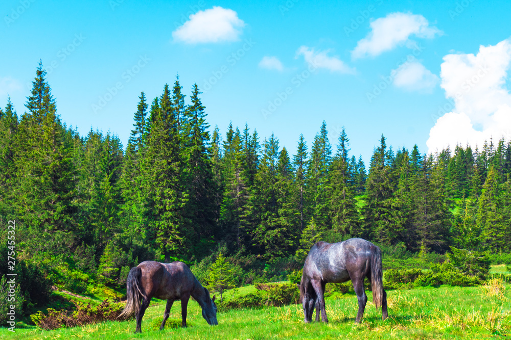 horses in a meadow in the mountains horses in a meadow in the mountains