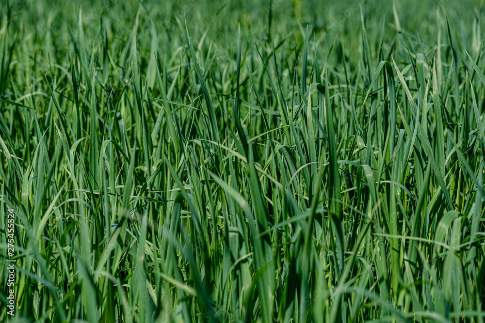 green grass in meadow pasture with blur effect green grass in meadow pasture with blur effect