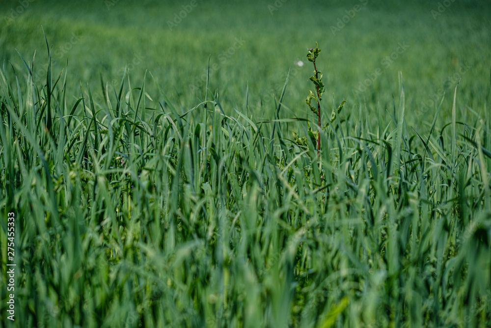 Fototapeta premium green grass in meadow pasture with blur effect