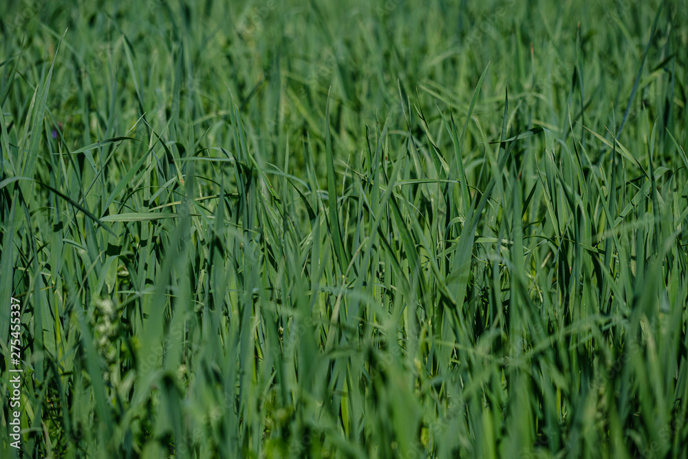 Fototapeta premium green grass in meadow pasture with blur effect
