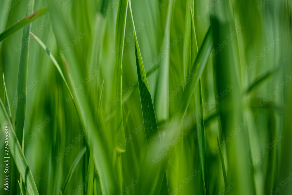 green grass in meadow pasture with blur effect green grass in meadow pasture with blur effect