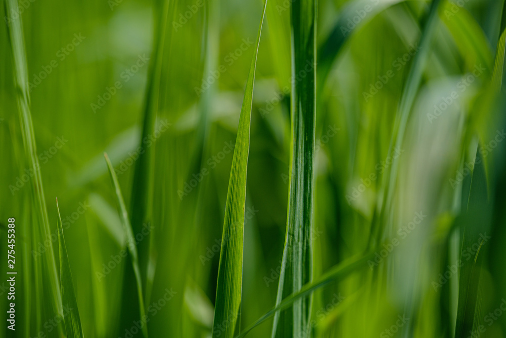 green grass in meadow pasture with blur effect green grass in meadow pasture with blur effect