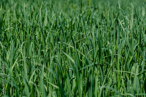 green grass in meadow pasture with blur effect