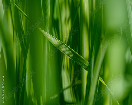 Fototapeta Naklejka Na Ścianę i Meble -  green grass in meadow pasture with blur effect