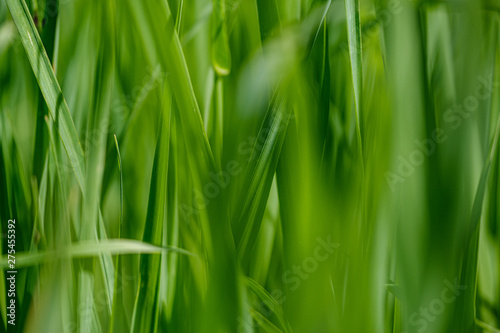 green grass in meadow pasture with blur effect