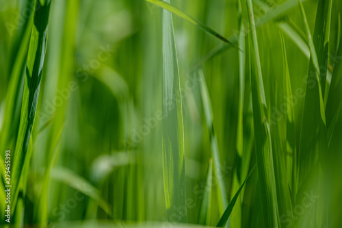 Fototapeta Naklejka Na Ścianę i Meble -  green grass in meadow pasture with blur effect