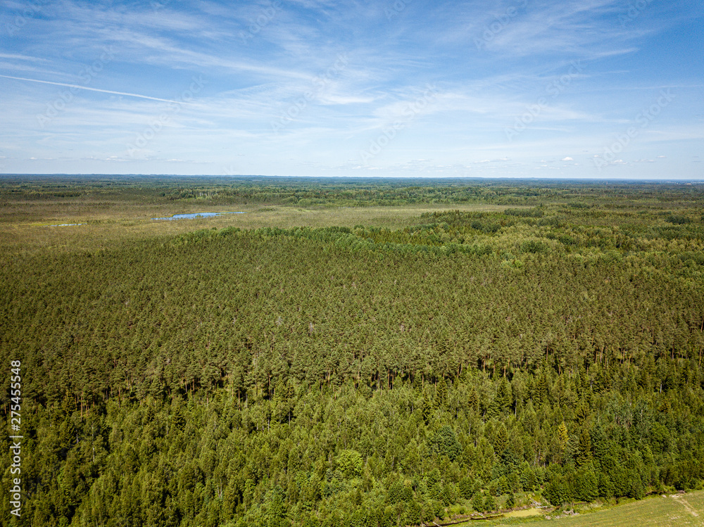 Fototapeta premium endless green forest from drone aerial image in summer