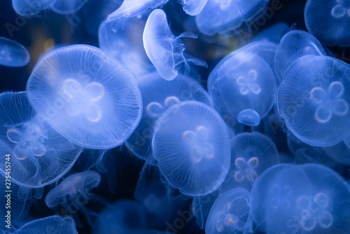 abstract background with jellyfish