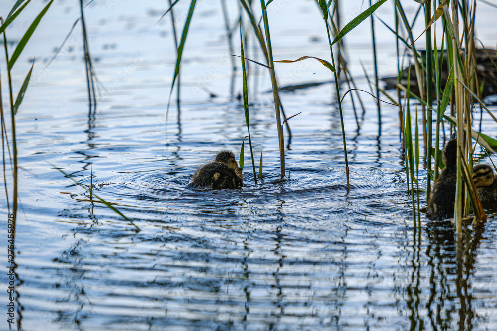 Fototapeta premium mother duck with small ducklings swimming in river lake water between water lilies