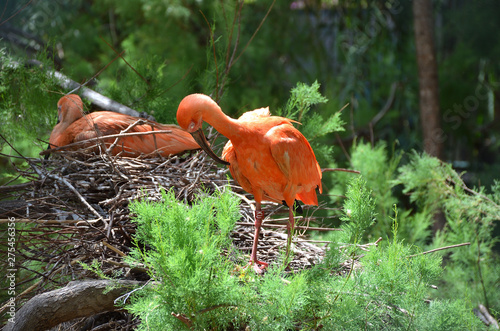 Scarlet Ibis From South America on Their Nests photo