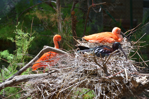 Scarlet Ibis From South America on Their Nests photo