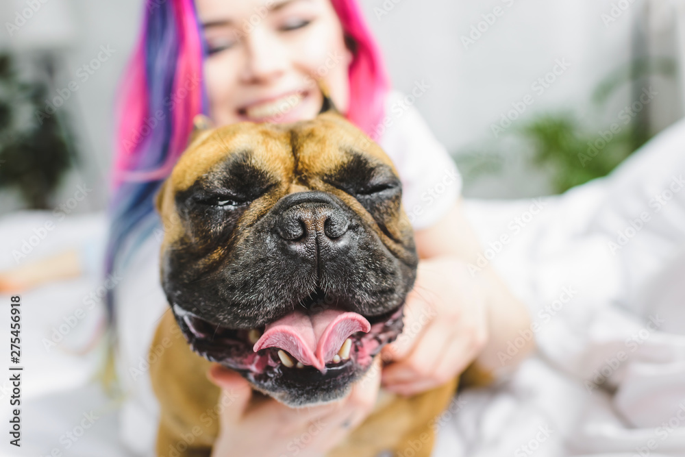 Fototapeta selective focus of cute Frenchie with closed eyes and smiling girl