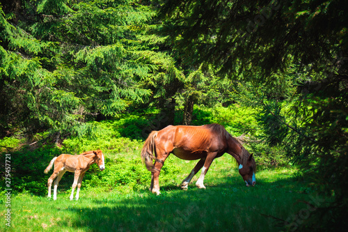 foal and mare graze in a meadow near the forest 