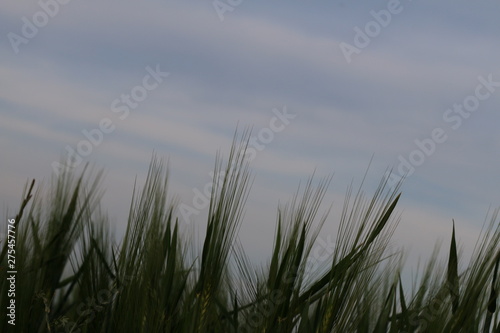 grass and sky