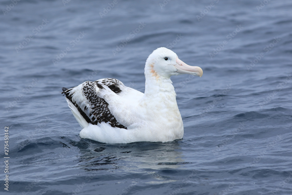 Gibson's Wandering Albatross, Diomedea exulans, resting