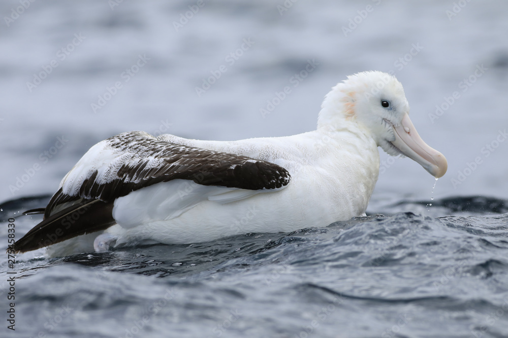 Fototapeta premium Gibson's Wandering Albatross, Diomedea exulans, close