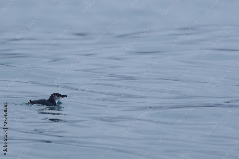 Little Penguin, Eudyptula minor, swimming at sea Little Penguin, Eudyptula minor, swimming at sea