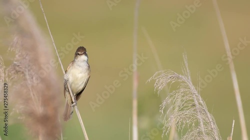 Great reed warbler (Acrocephalus arundinaceus). Singing bird in a natural habitat. photo