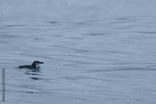Little Penguin, Eudyptula minor, swimming at sea