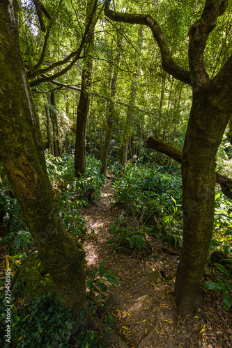 Nature Salto Do Prego trailhead at Faial Da Terra, Sao Miguel, Azores