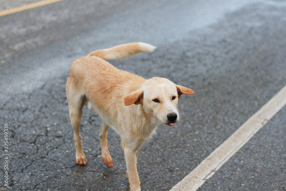 Homeless Brown dog on the street in Thailand Homeless Brown dog on the street in Thailand