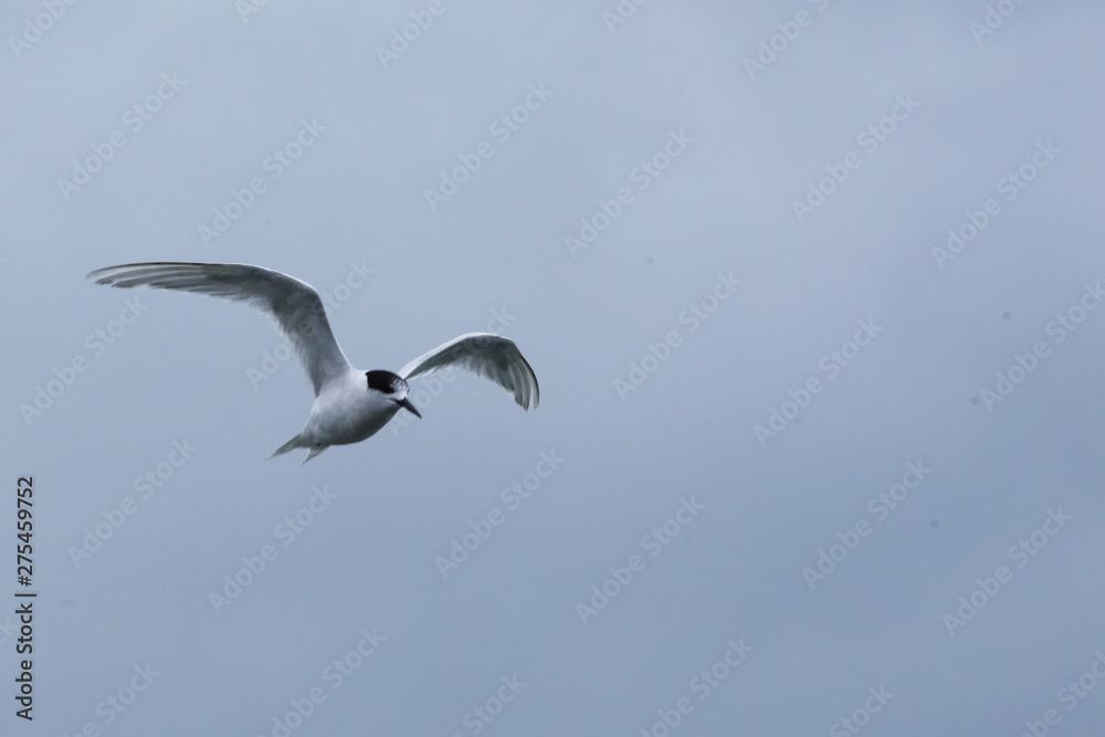 Flying White-fronted Tern, Sterna striata Flying White-fronted Tern, Sterna striata
