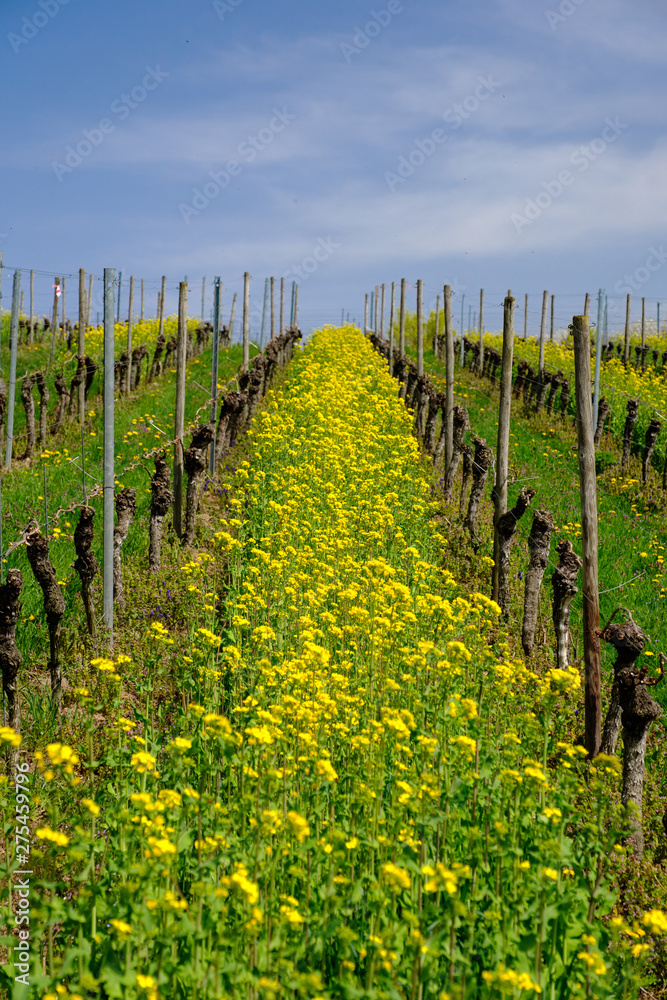 Yellow flood of dandelions in the vineyard