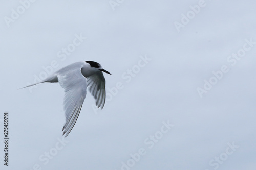 Flight of White-fronted Tern, Sterna striata