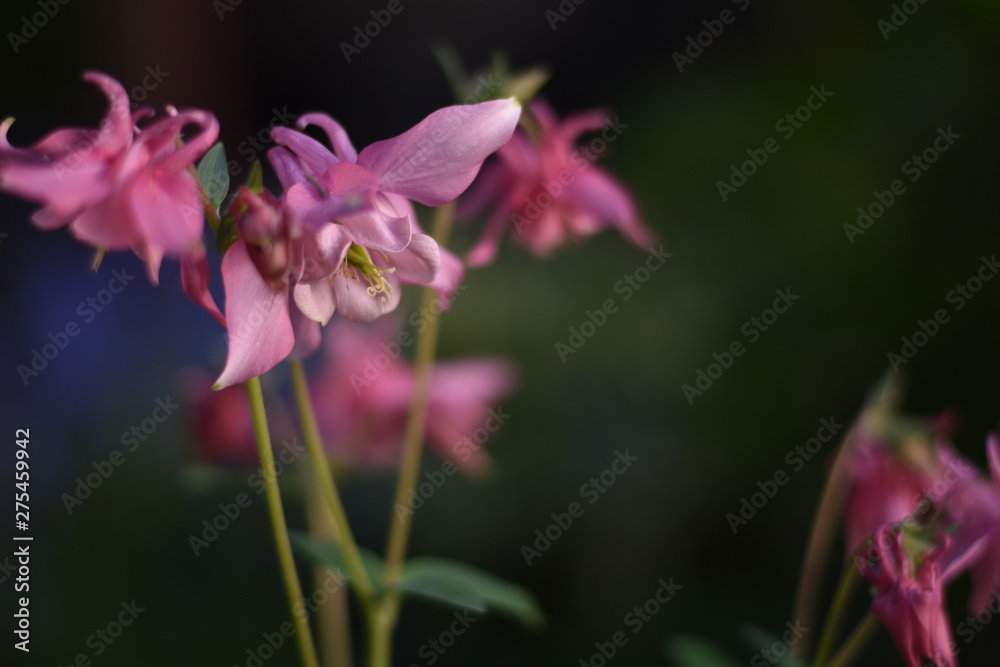 Blühende Akelei (Aquilegia) Blühende Akelei (Aquilegia)