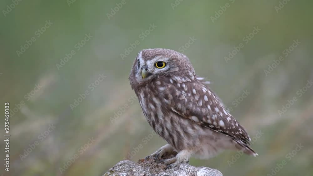 Young little owl (Athene noctua) stands on a stone in a strong wind. Young little owl (Athene noctua) stands on a stone in a strong wind.