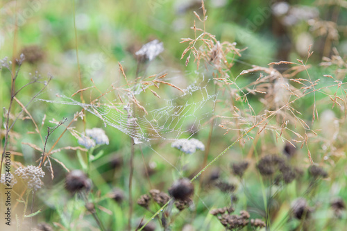 spiderweb on green grass with morning dew and bokeh in summer