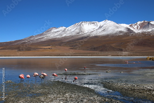 Flamingos in Bolivien